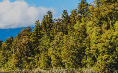 Investir en Forêt